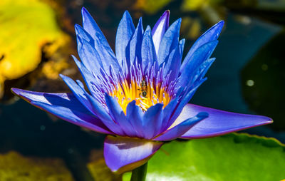 Close-up of blue water lily blooming in pond