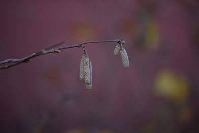 Close-up of flower buds