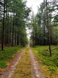 Road amidst trees in forest