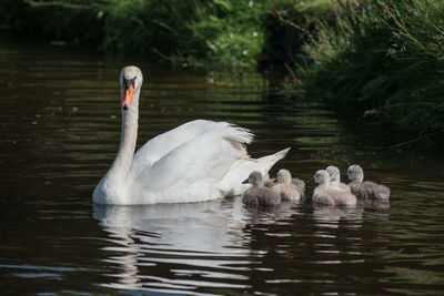 Swans swimming in lake