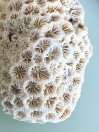 Close-up of flowers over white background