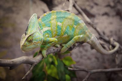 Side view of a chameleon against blurred background