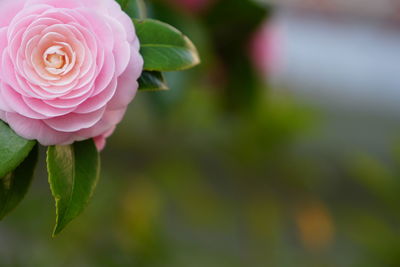 Close-up of pink camellia