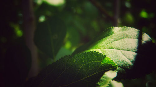 Close-up of green leaves