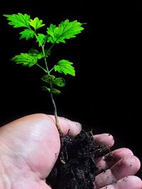 Close-up of hand holding leaf against black background