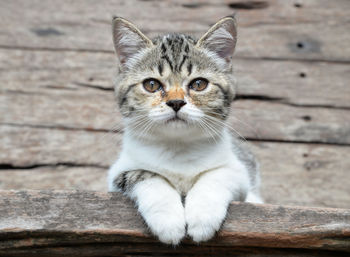 Portrait of tabby cat sitting on wood