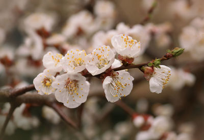 Close-up of cherry blossoms in spring