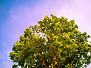 Low angle view of tree against sky
