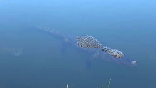 View of turtle swimming in sea