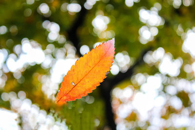 Low angle view of autumn leaves on tree