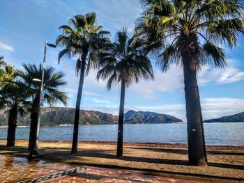 Palm trees on beach against sky