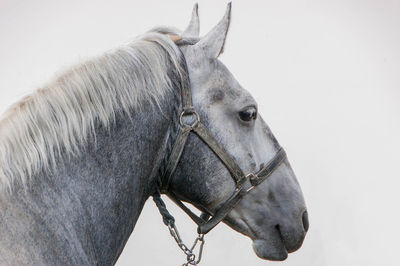 Close-up of horse