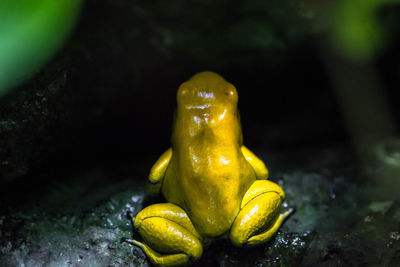 Close-up of yellow turtle in water