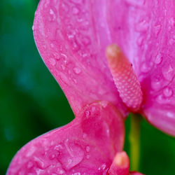 Close-up of wet pink flower