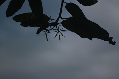 Low angle view of silhouette man hanging on tree against sky