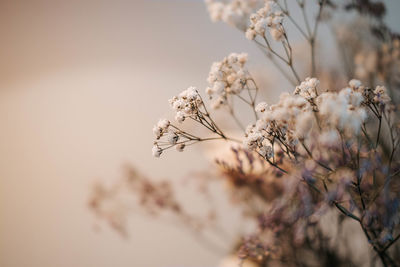 Dried flowers with indoor lighting
