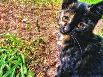 Portrait of cat lying on field