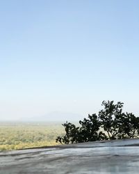 Scenic view of tree against clear sky