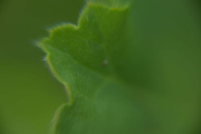 Close-up of plant