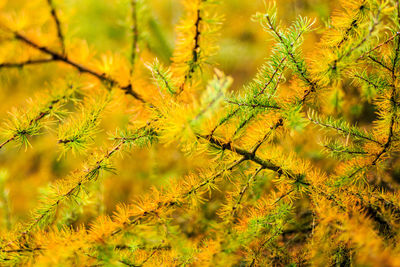 Close-up of yellow flower tree