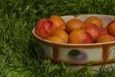 Close-up of fruits in bowl on field