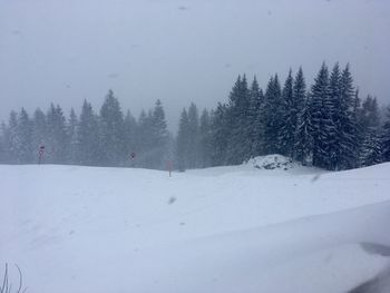 View of snow covered land and trees