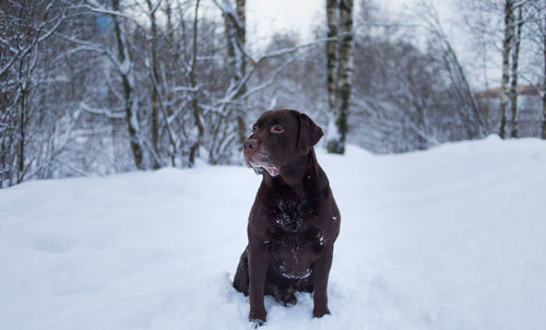 Dog sitting on snow