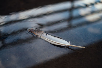 Close-up of feather on the table