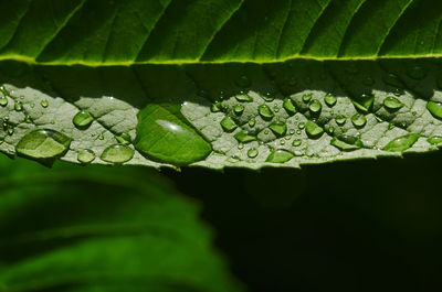 Close-up of water drops on leaves