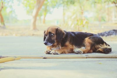 Dog resting