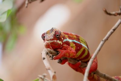 Close-up of a lizard