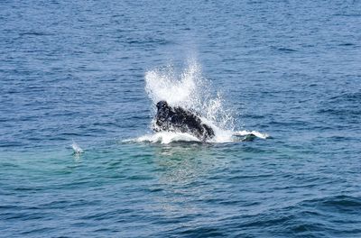 Humpback whale feeding on surface of atlantic ocean
