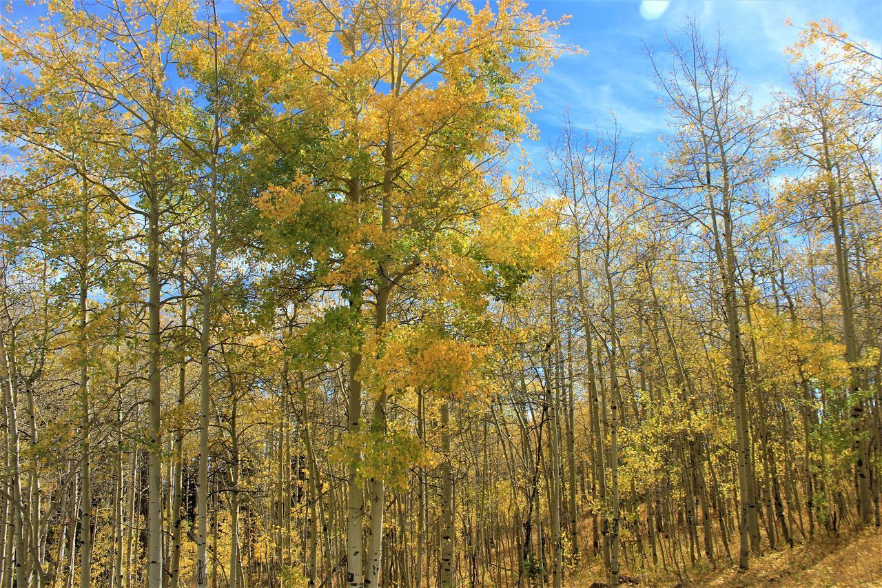 LOW ANGLE VIEW OF AUTUMNAL TREES IN THE FOREST