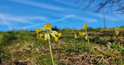 Close-up of yellow flowering plants on land