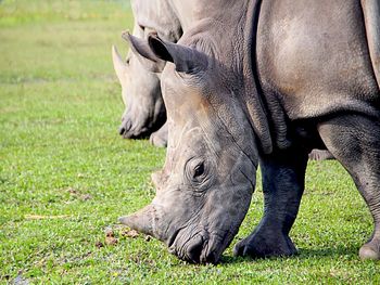 Close-up of rhinos grazing on field