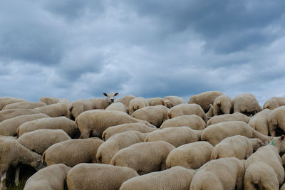 Sheep standing against sky