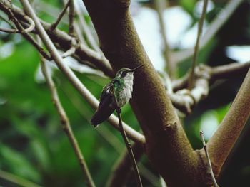Close-up of hummingbird perching on tree