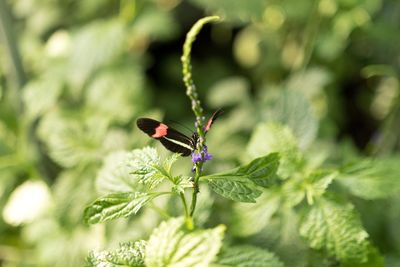 Close-up of butterfly on plant