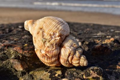 Close-up of shell on rock