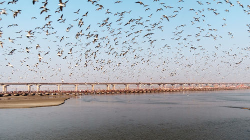 Migratory birds flying over the bridge in kumbh mela