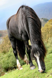 Horse grazing on field against sky