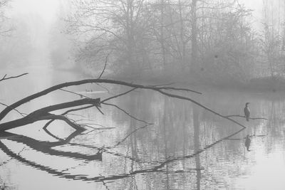 Bare tree by lake during winter