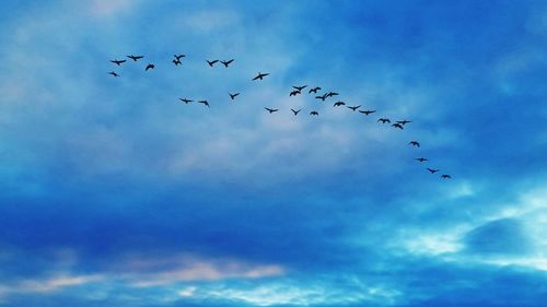 Low angle view of birds flying against sky