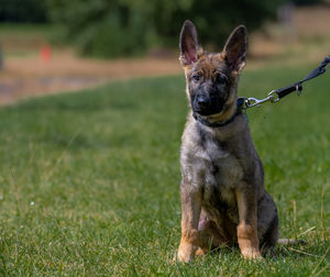 Close-up of dog running on field