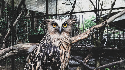 Portrait of owl perching on tree in zoo