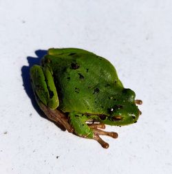 High angle view of green frog over white background