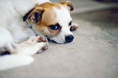 Close-up of a dog looking away