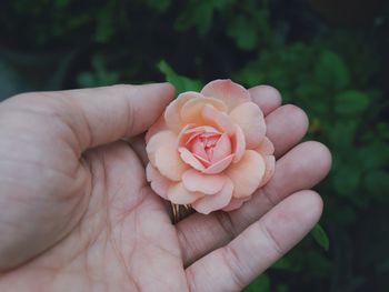 Close-up of hand holding rose flower