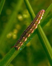 Close-up of insect on blade of grass