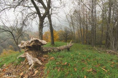 Bare trees in forest